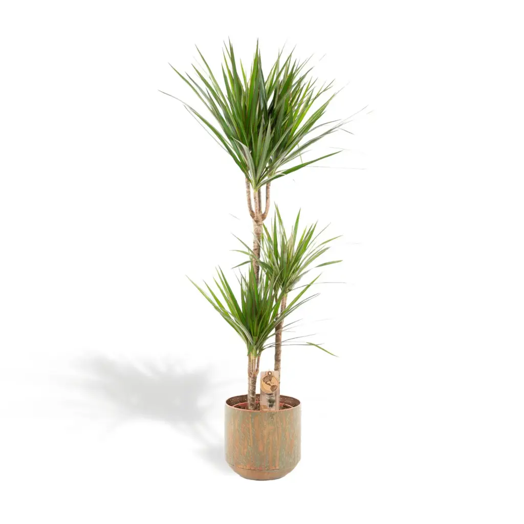 Dracaena kamerplant inclusief sierpot