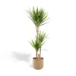 Dracaena kamerplant inclusief sierpot