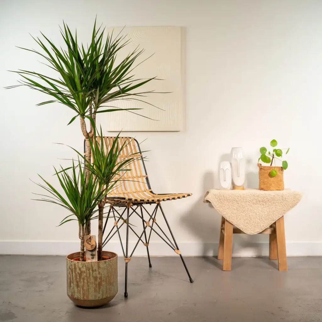 Dracaena kamerplant inclusief sierpot