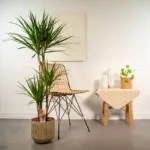 Dracaena kamerplant inclusief sierpot