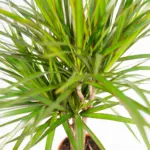 Dracaena kamerplant inclusief sierpot