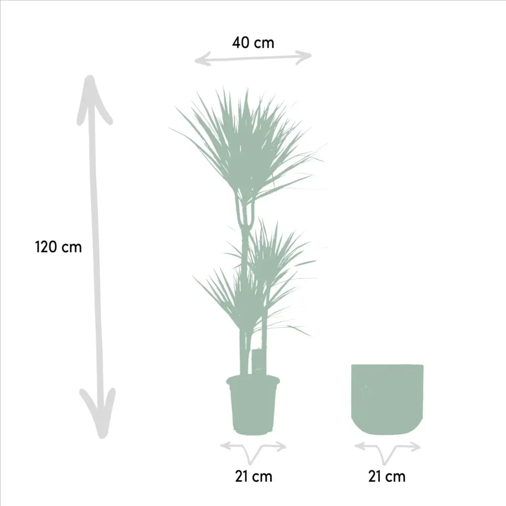 Dracaena kamerplant inclusief sierpot