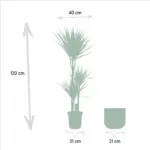 Dracaena kamerplant inclusief sierpot