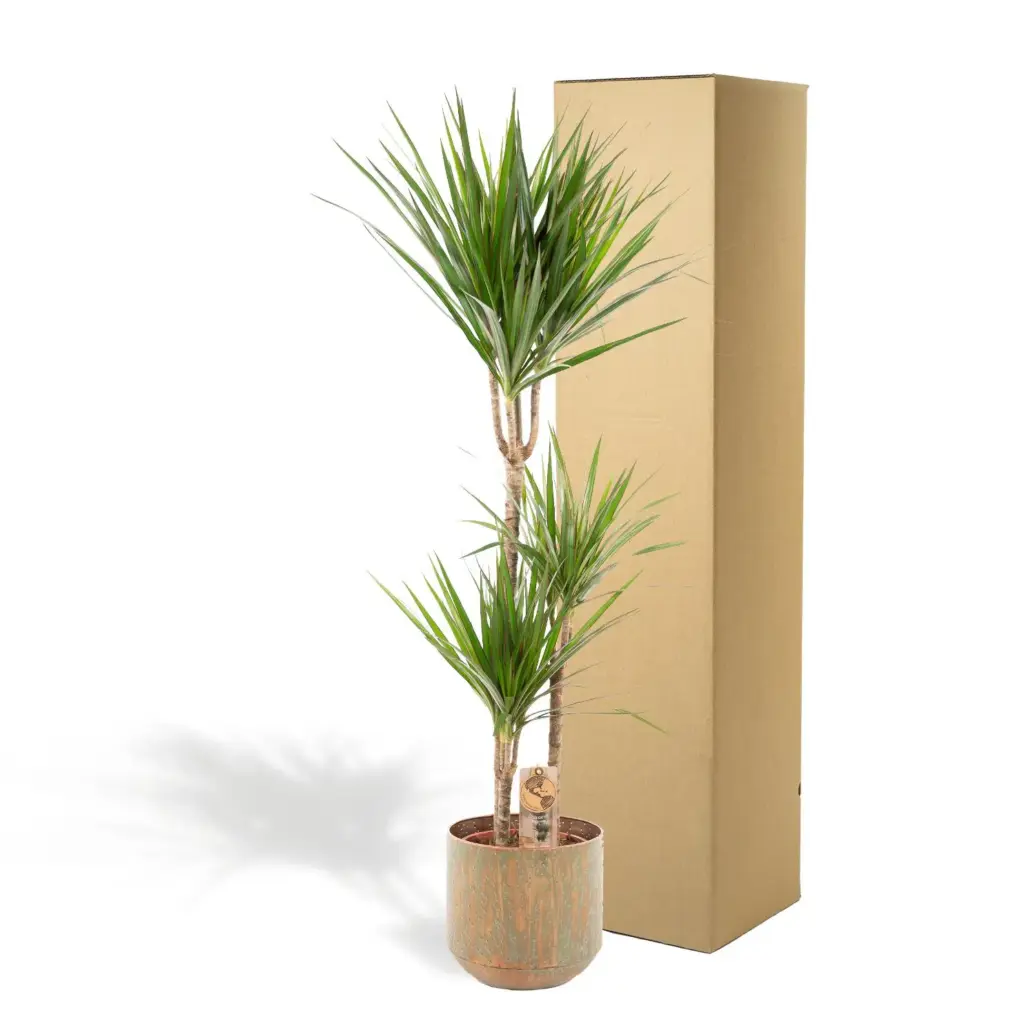 Dracaena kamerplant inclusief sierpot