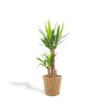 Yucca kamerplant met decoratieve plantenmand