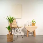 Yucca kamerplant met decoratieve plantenmand