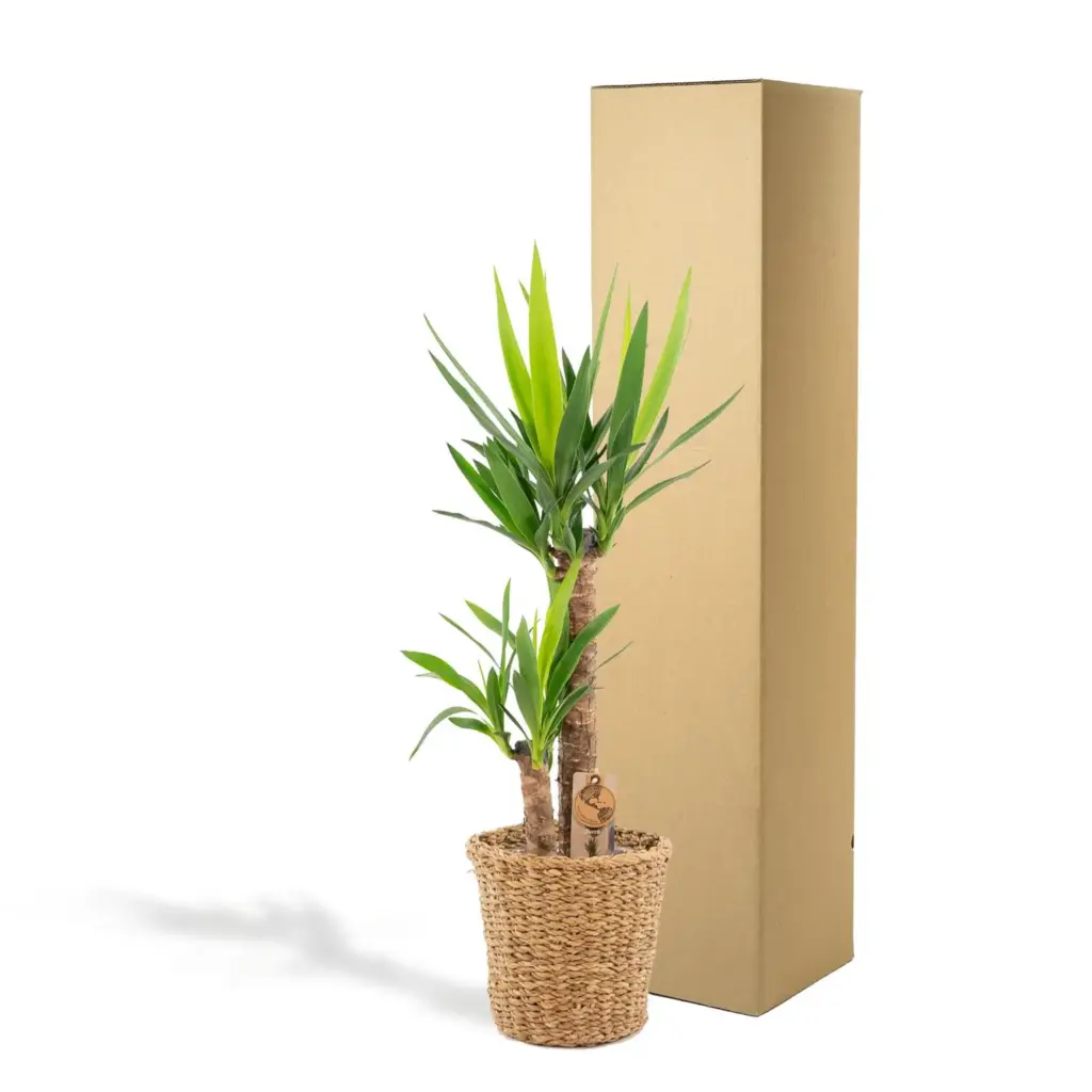 Yucca kamerplant met decoratieve plantenmand