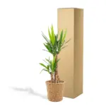 Yucca kamerplant met decoratieve plantenmand
