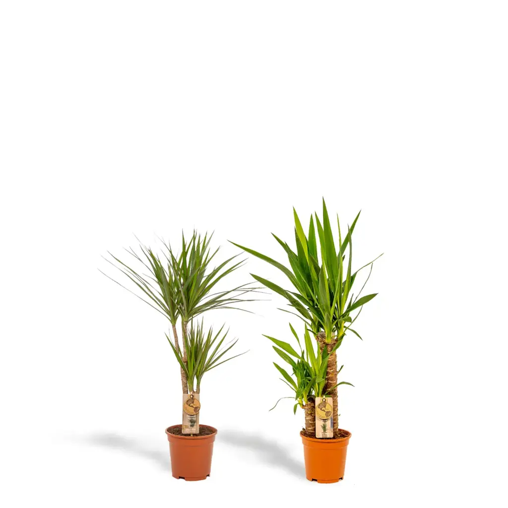 Dracaena en Yucca – kamerplanten combi voor binnen