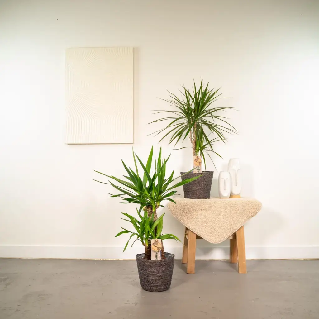 Dracaena en Yucca – kamerplanten combi voor binnen