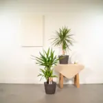 Dracaena en Yucca – kamerplanten combi voor binnen