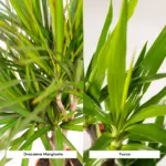 Dracaena en Yucca – kamerplanten combi voor binnen