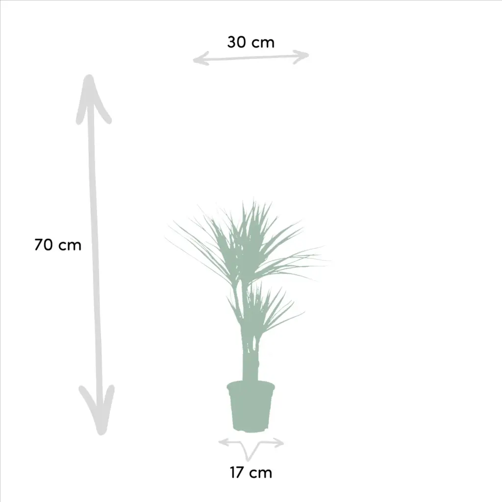 Dracaena en Yucca – kamerplanten combi voor binnen