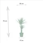 Dracaena en Yucca – kamerplanten combi voor binnen