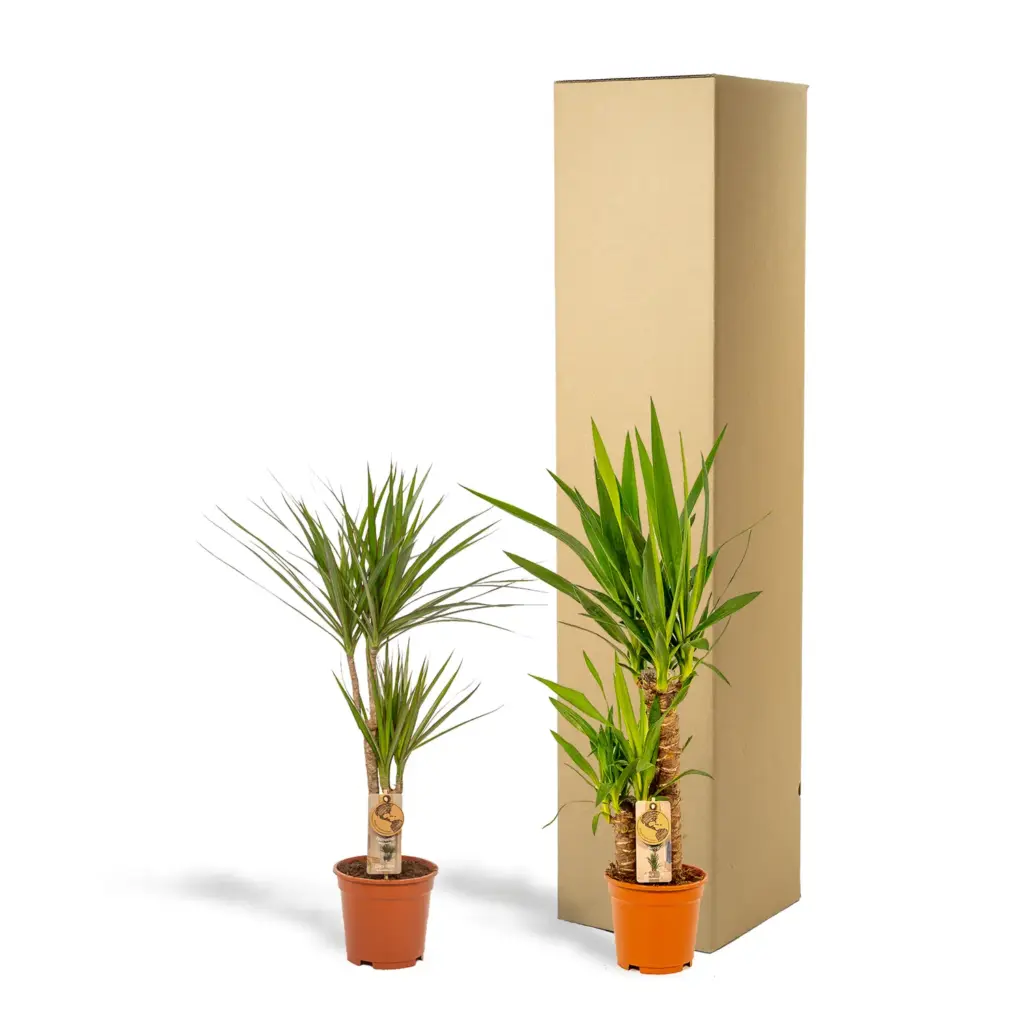 Dracaena en Yucca – kamerplanten combi voor binnen