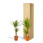 Dracaena en Yucca – kamerplanten combi voor binnen