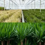 Dracaena en Yucca – kamerplanten combi voor binnen
