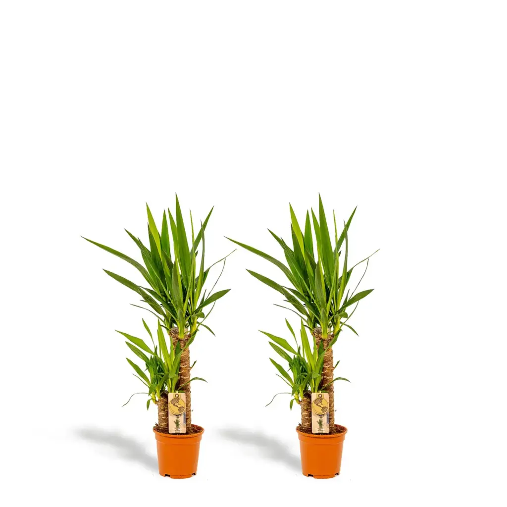 2x Yucca kamerplant – set van twee