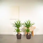 2x Yucca kamerplant – set van twee