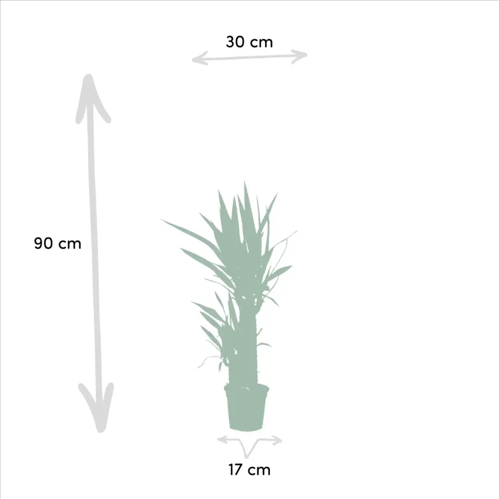2x Yucca kamerplant – set van twee