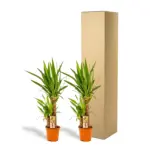 2x Yucca kamerplant – set van twee
