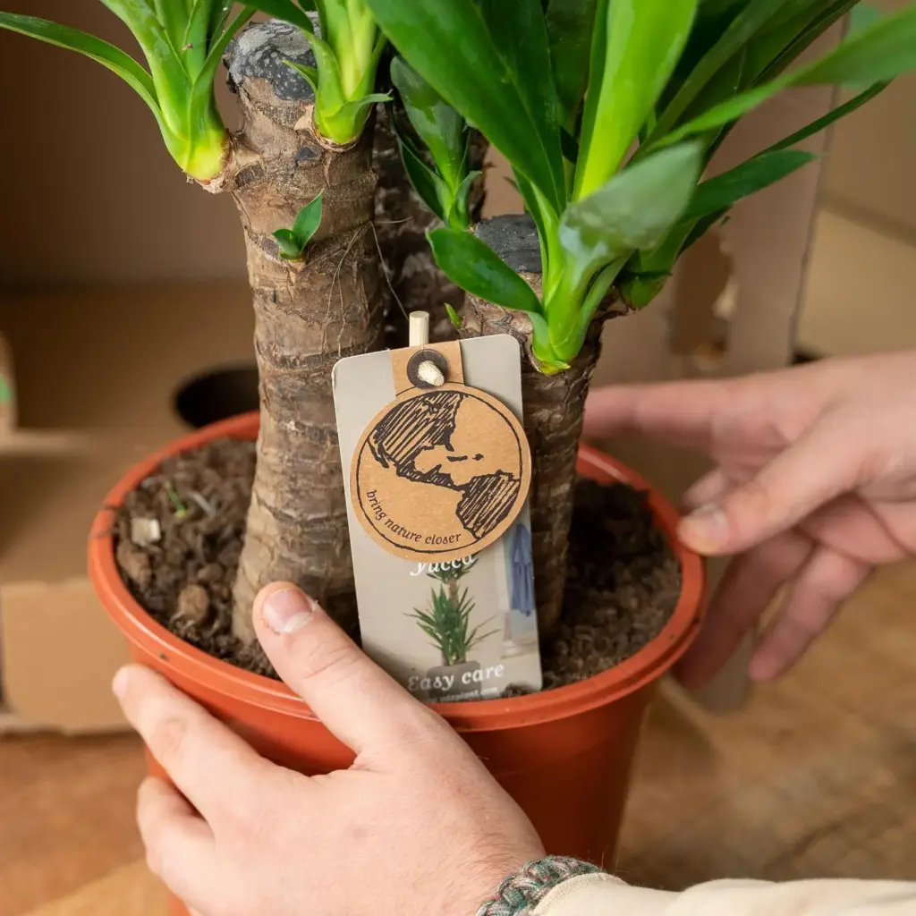 2x Yucca kamerplant – set van twee