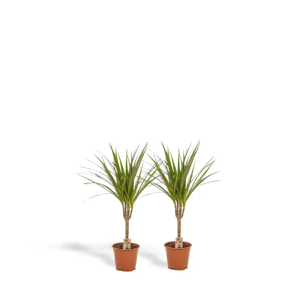 Dracaena kamerplant – set van 2 stuks