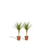 Dracaena kamerplant – set van 2 stuks