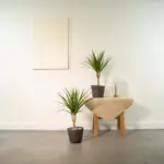 Dracaena kamerplant – set van 2 stuks
