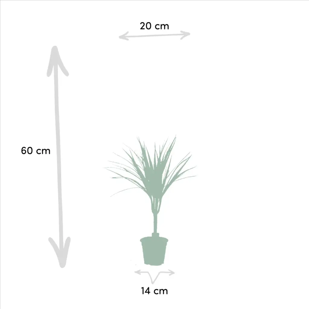 Dracaena kamerplant – set van 2 stuks