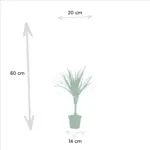 Dracaena kamerplant – set van 2 stuks