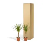 Dracaena kamerplant – set van 2 stuks