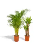 Areca en Yucca kamerplanten – duo set