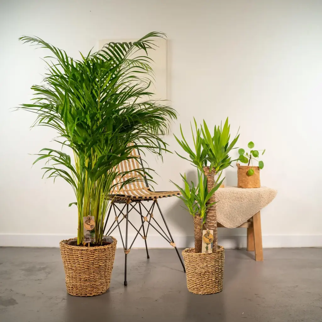 Areca en Yucca kamerplanten – duo set