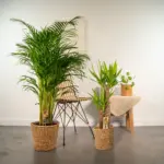 Areca en Yucca kamerplanten – duo set
