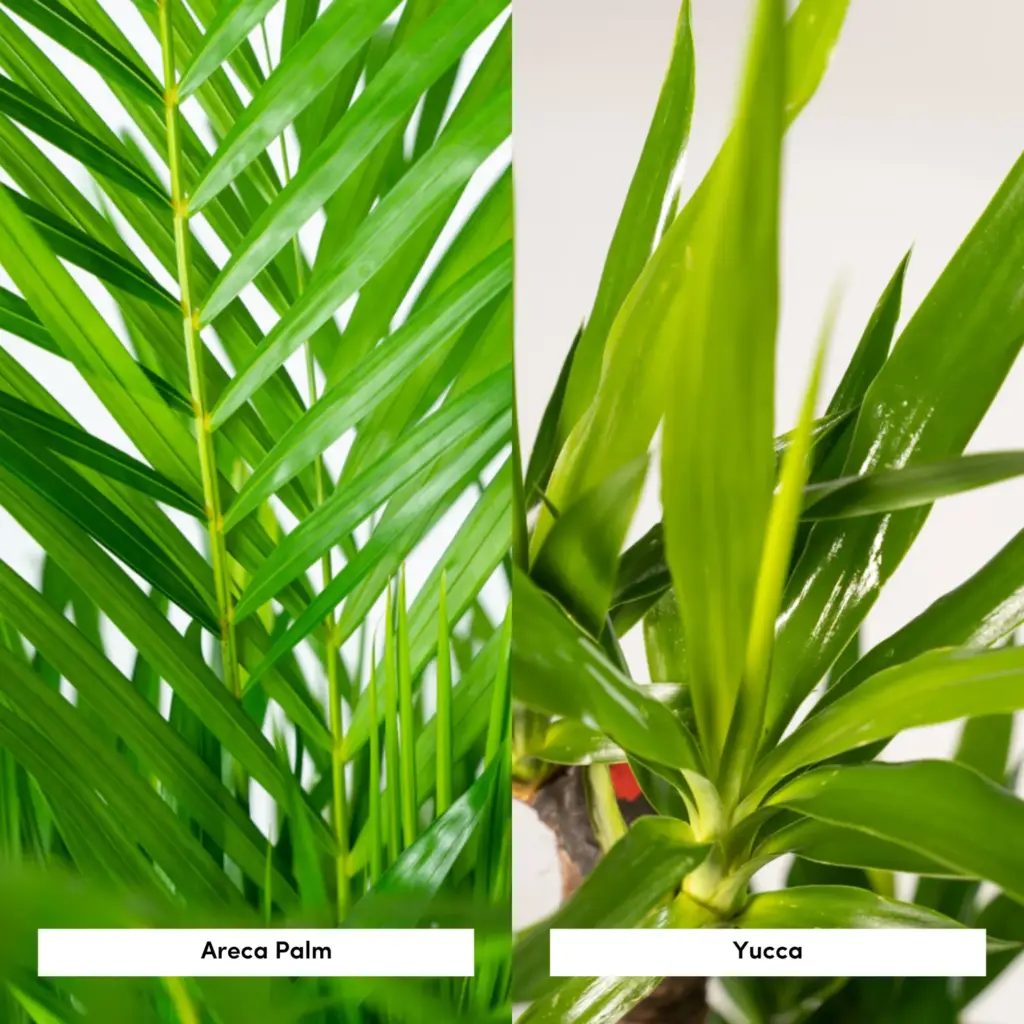 Areca en Yucca kamerplanten – duo set