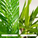 Areca en Yucca kamerplanten – duo set