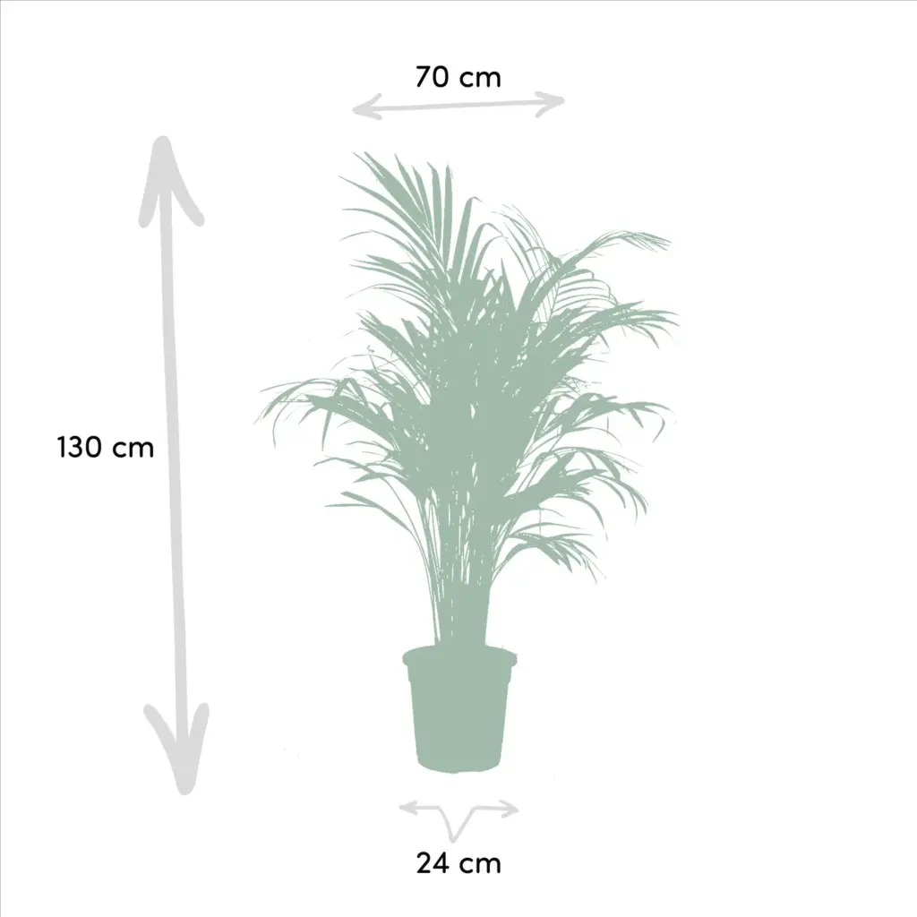 Areca en Yucca kamerplanten – duo set