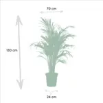 Areca en Yucca kamerplanten – duo set