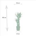 Areca en Yucca kamerplanten – duo set