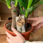 Areca en Yucca kamerplanten – duo set