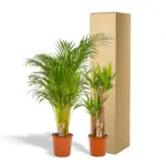 Areca en Yucca kamerplanten – duo set