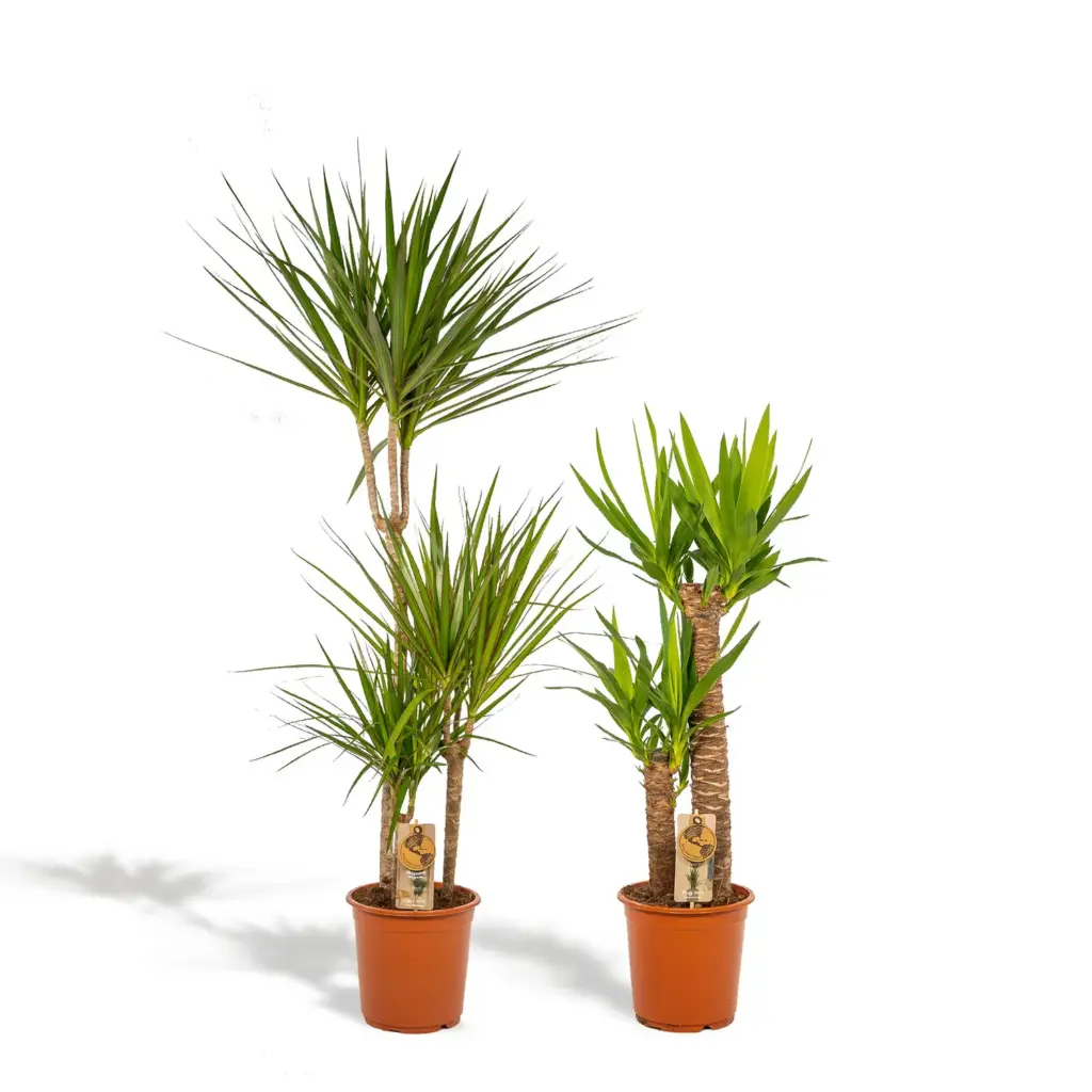 Dracaena en Yucca – kamerplanten duo voor binnen