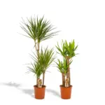 Dracaena en Yucca – kamerplanten duo voor binnen