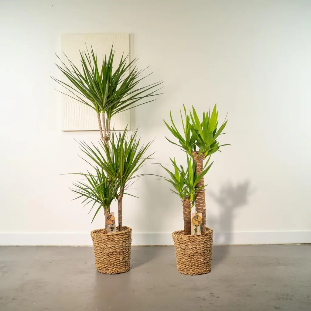 Dracaena en Yucca – kamerplanten duo voor binnen
