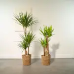 Dracaena en Yucca – kamerplanten duo voor binnen