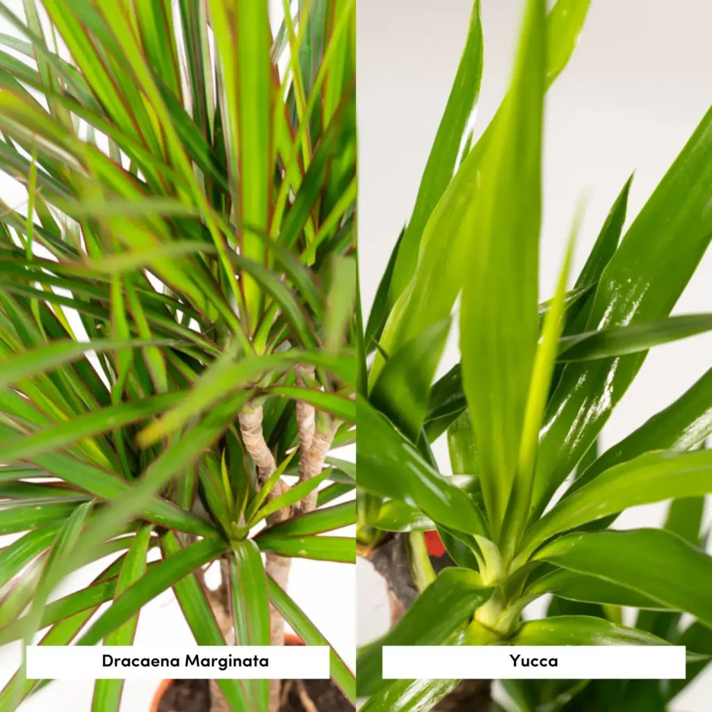 Dracaena en Yucca – kamerplanten duo voor binnen