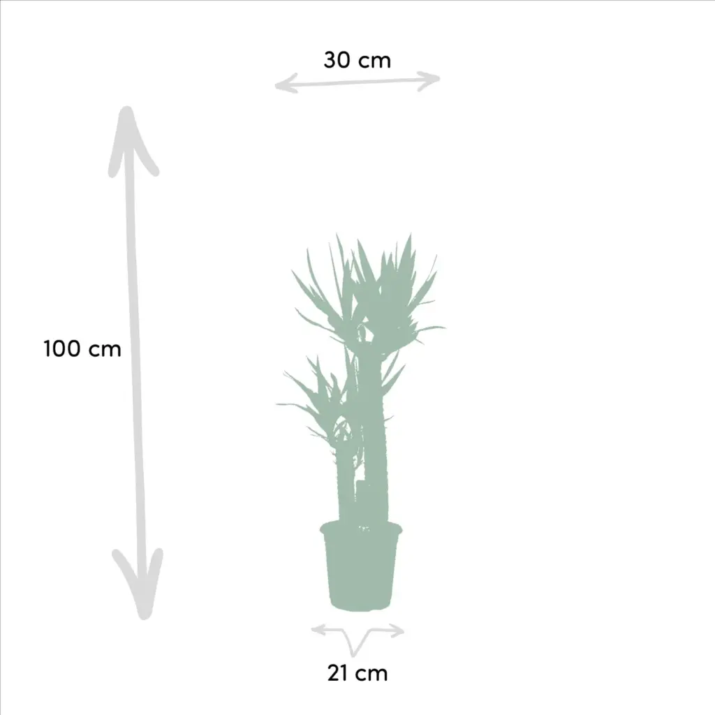 Dracaena en Yucca – kamerplanten duo voor binnen