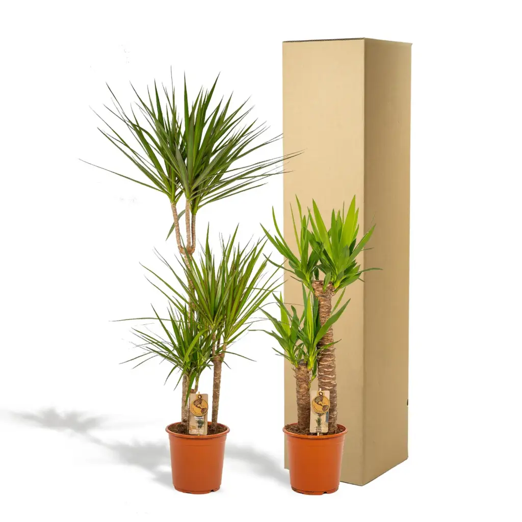 Dracaena en Yucca – kamerplanten duo voor binnen