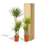 Dracaena en Yucca – kamerplanten duo voor binnen